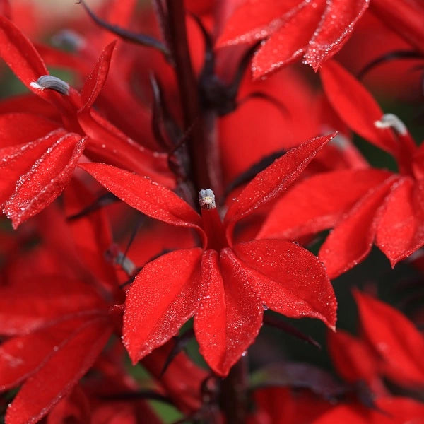 Queen Victoria Cardinal Flower