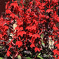 Queen Victoria Cardinal Flower