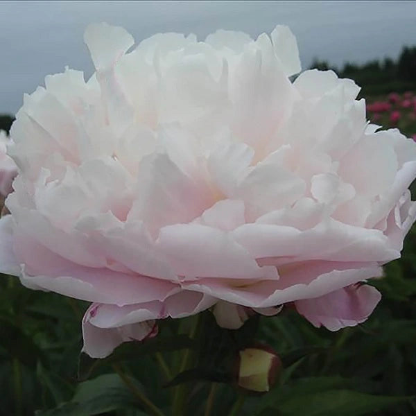 Queen Victoria - 3/5 Eye Peony