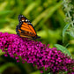 Queen of Hearts Butterfly Bush