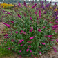 Queen of Hearts Butterfly Bush