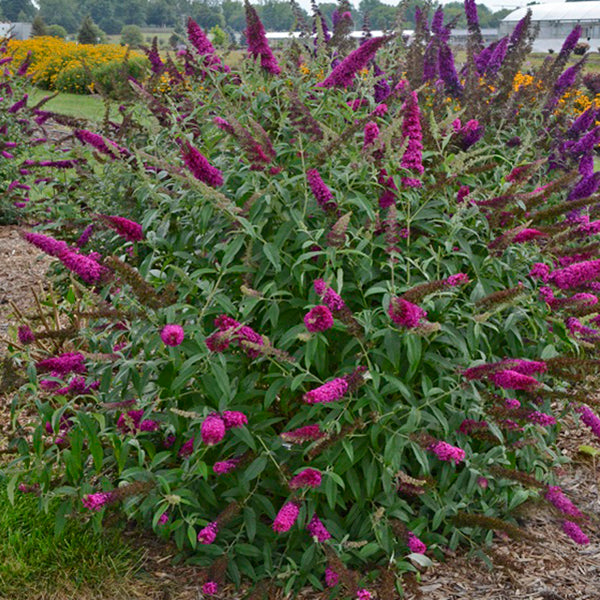 Queen of Hearts Butterfly Bush