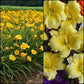 Queen of the Daylilies Collection