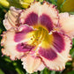 Quick Step Picotee Daylily