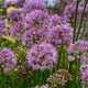 Millenium Ornamental Onion