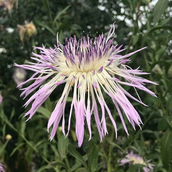 American Basket Flower