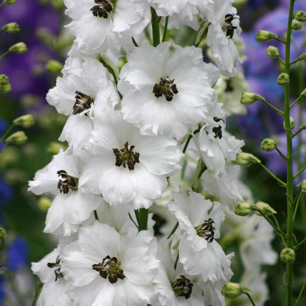 Black Eyed Angels Delphinium