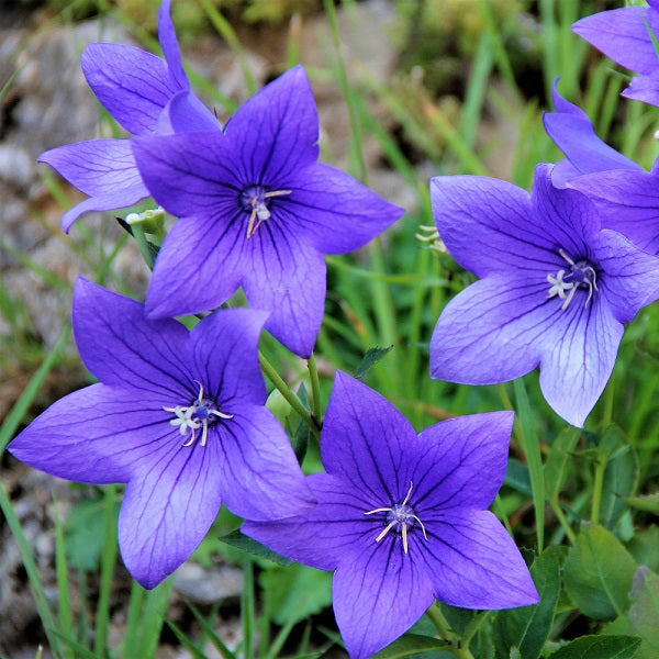 Blue Balloon Flower