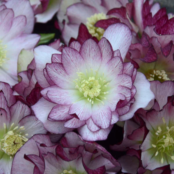 Blushing Bridesmaid Lenten Rose