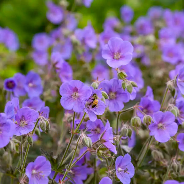 Boom Chocolatta Hardy Geranium