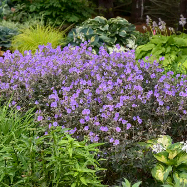 Boom Chocolatta Hardy Geranium