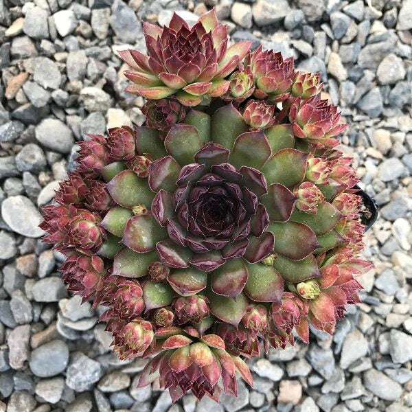 Bronco Hen & Chicks