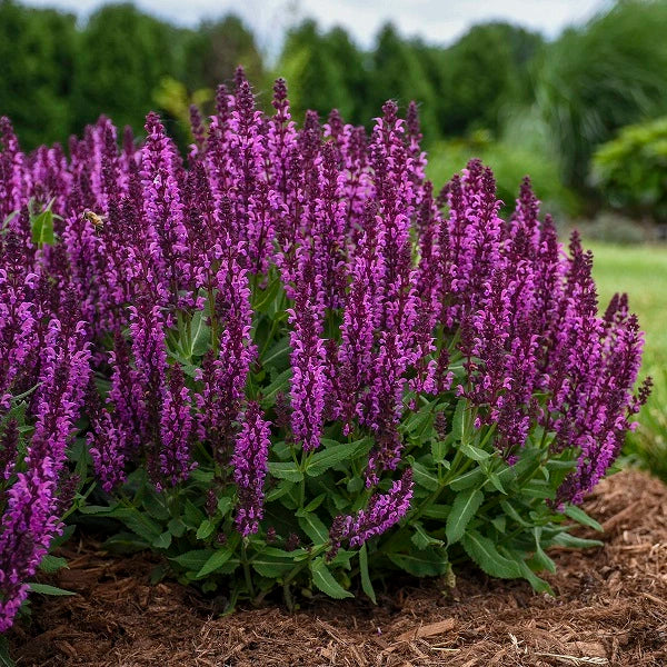 Bumbleberry Salvia