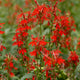 Cardinal Flower