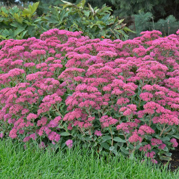 Season Ending Sedum Collection