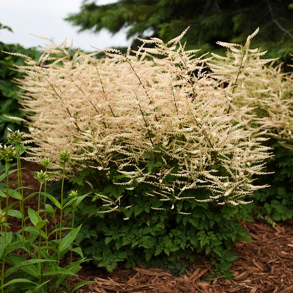 Chantilly Lace Dwarf Goat's Beard