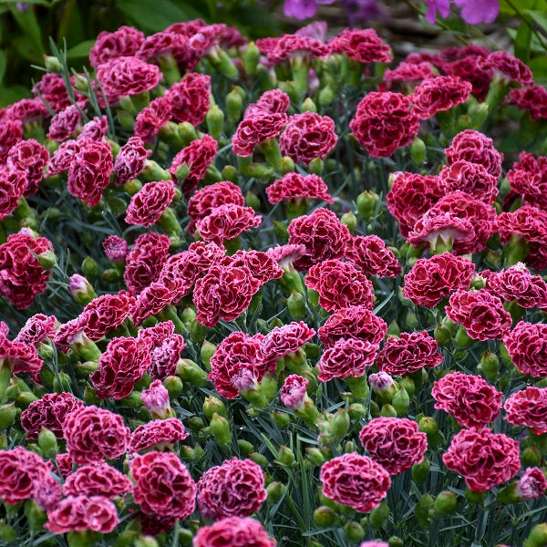 Cherry Vanilla Dianthus