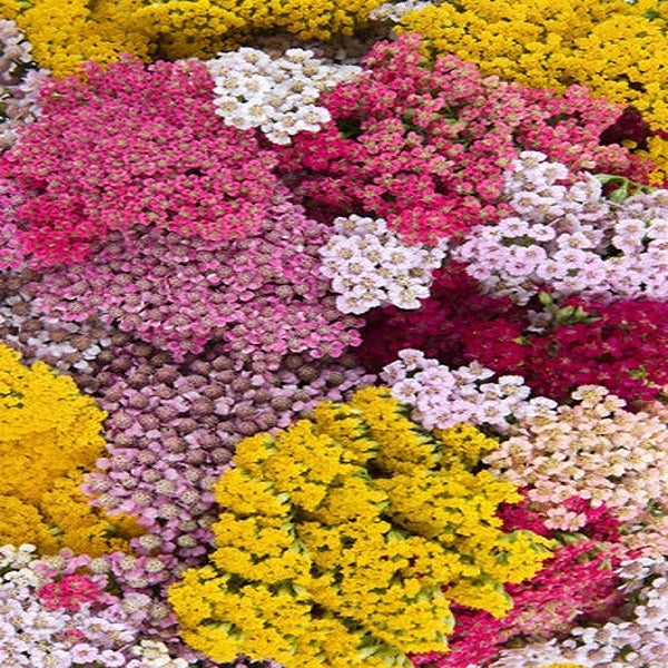 Colorado Yarrow