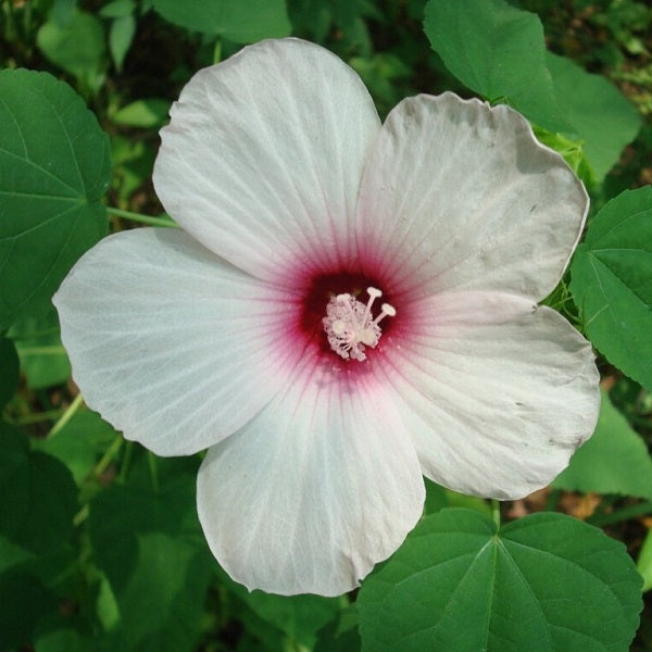 Crimson Eyed Rose Mallow