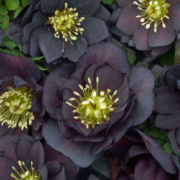 Dark and Handsome Lenten Rose