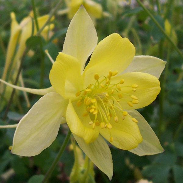 Denver Gold Columbine