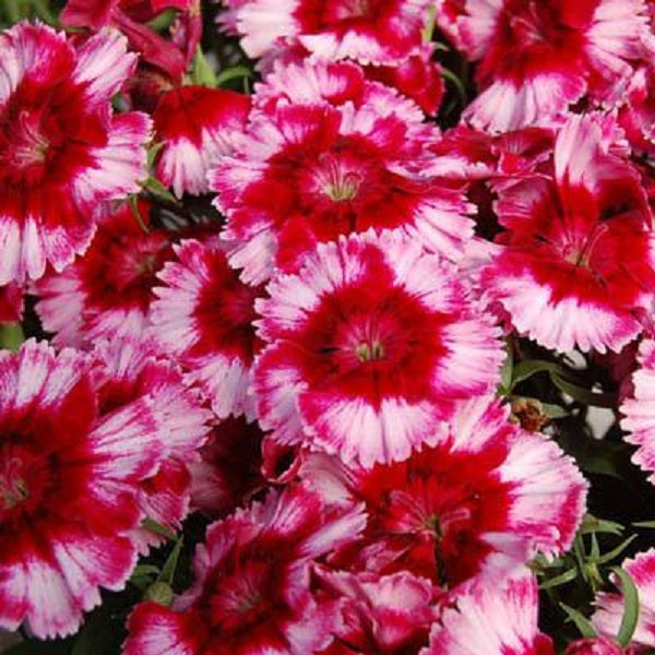 Diana Crimson Dianthus – Wild & Son