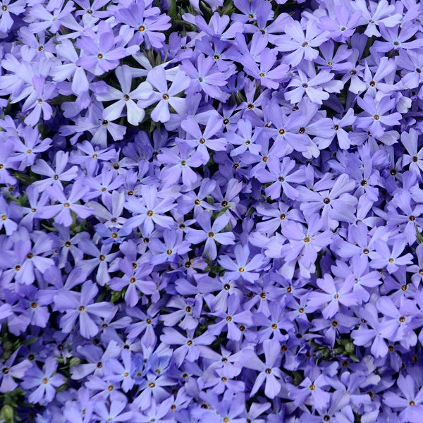 Drifting Phlox