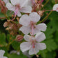 Dwarf Cranesbill