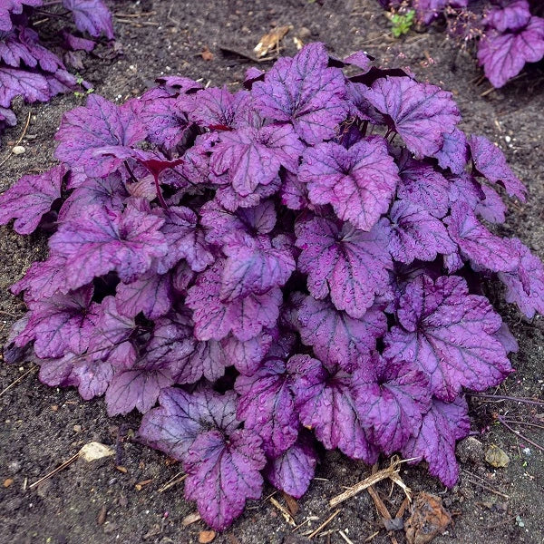 Electric Plum Coral Bells