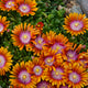 Fire Spinner® Hardy Ice Plant