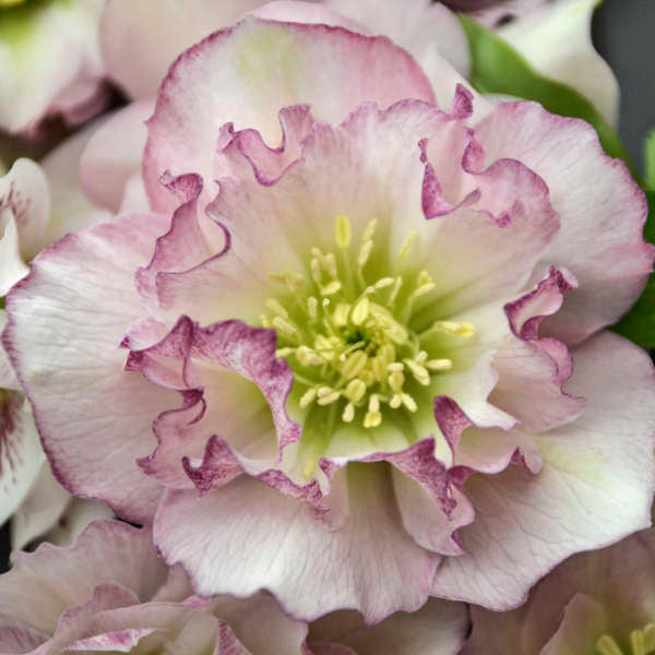 Flower Girl Lenten Rose