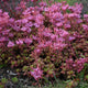 Fulda Glow Sedum