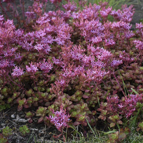 Fulda Glow Sedum