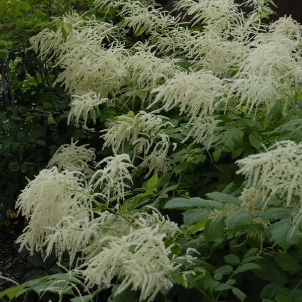 Goat's Beard