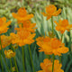 Golden Queen Chinese Globeflower