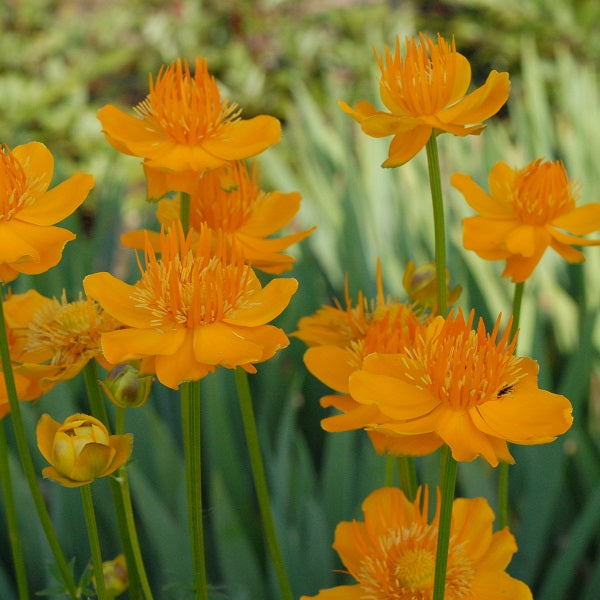 Golden Queen Chinese Globeflower