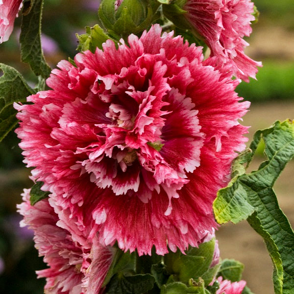 Heavenly Hollyhock