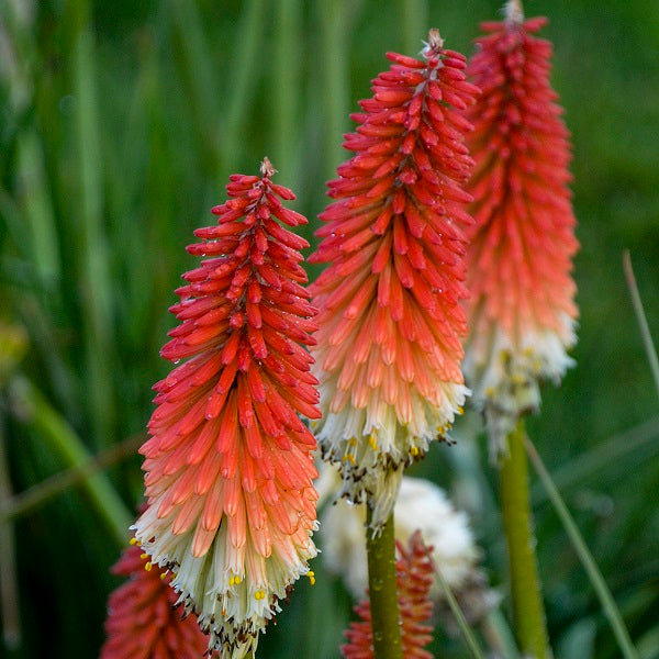 High Roller Red Hot Poker