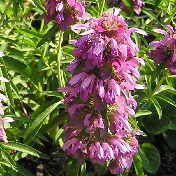 Horse Mint