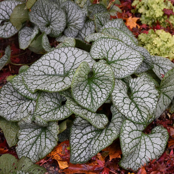 Jack of Diamonds Brunnera