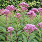 Euphoria™ Ruby Joe Pye Weed