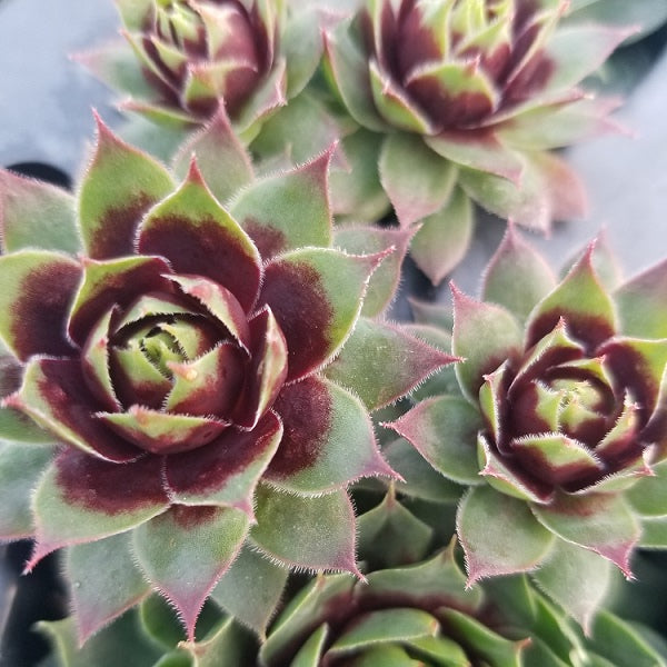 Killer Hen & Chicks