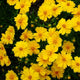 Crazy Coreopsis