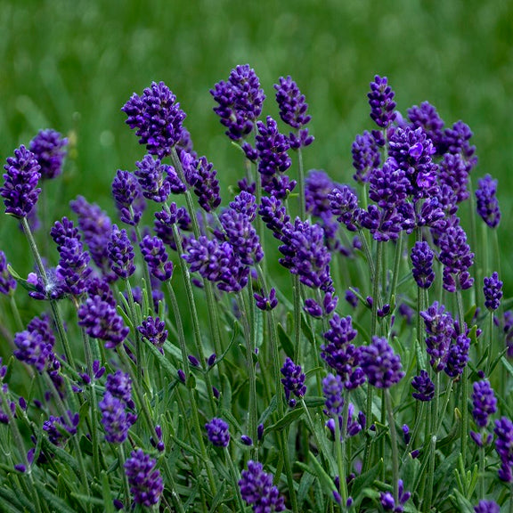 purple lavender looking plant Lavance Deep Purple Lavender