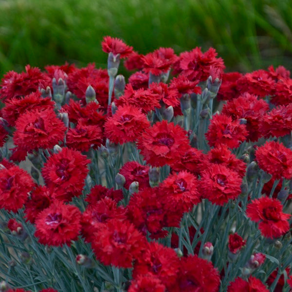 Maraschino Dianthus