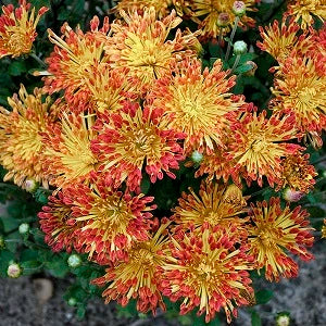 Matchstick Chrysanthemum