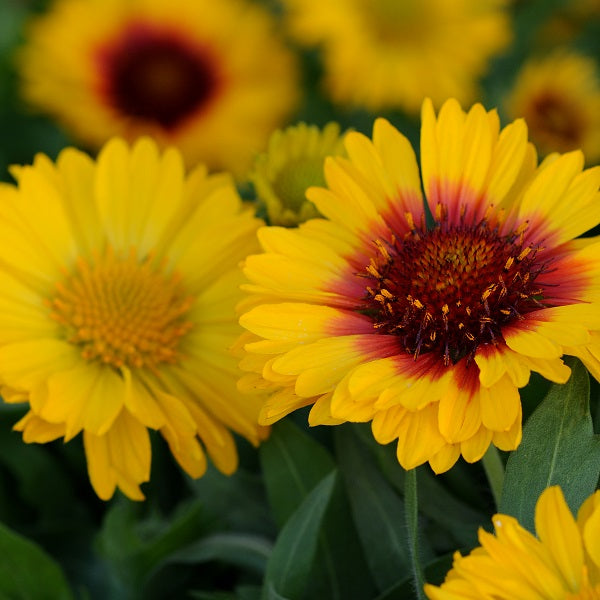 Mesa Bright Bicolor Blanket Flower