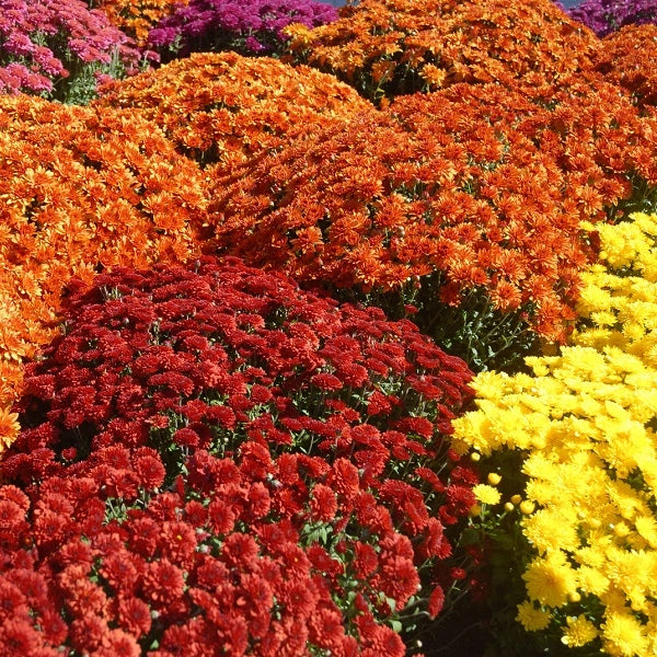 Fall Flowering Mums