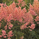 Peach Blossom Astilbe