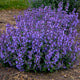 Picture Purrfect Catmint